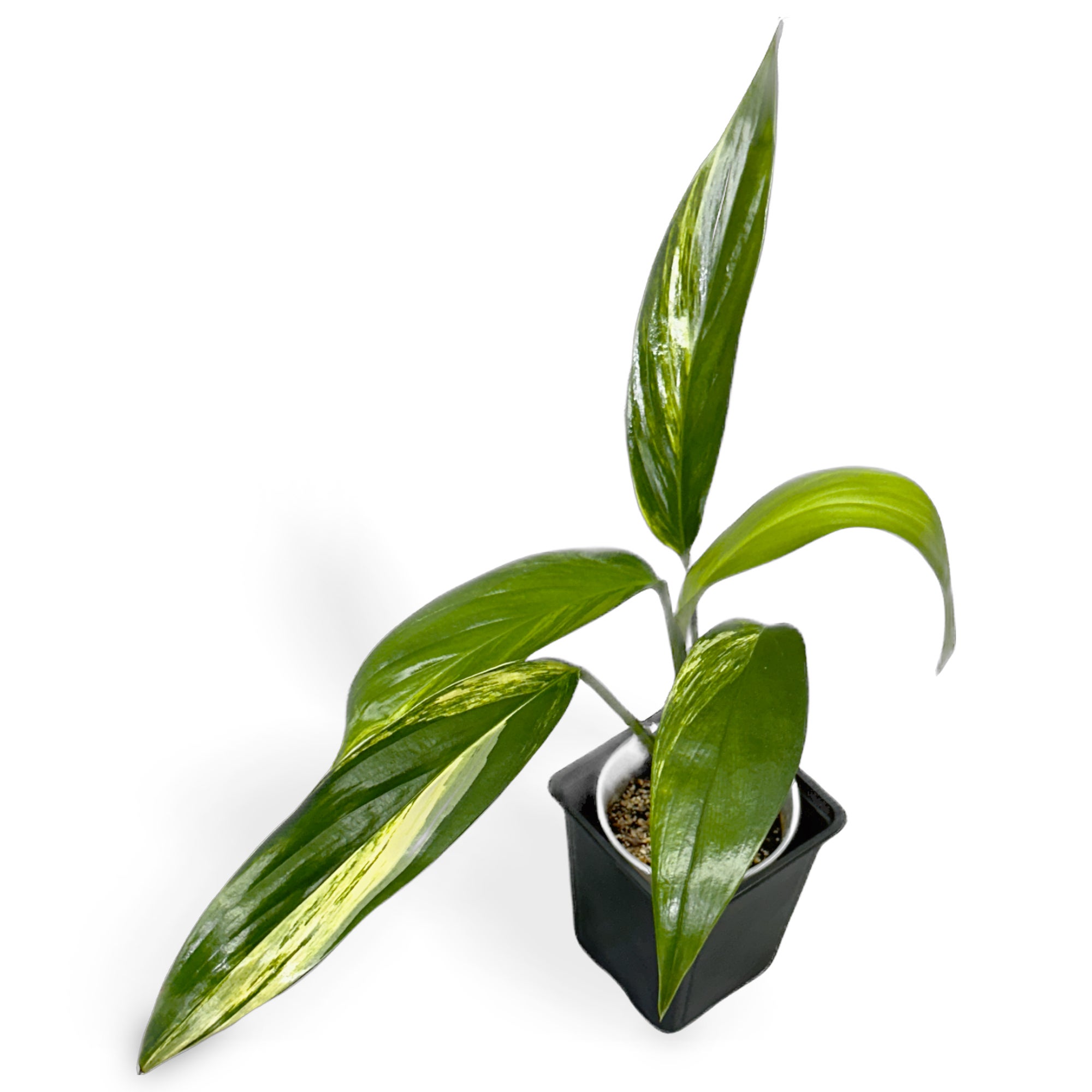 Epipremnium amplissimum variegata